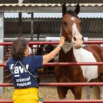 Vrouw die een paard aait